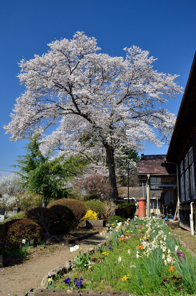 なつかしの学び舎　上岡小学校⑥桜と花壇に飾られて