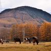 晩秋の奥日光・光徳牧場①