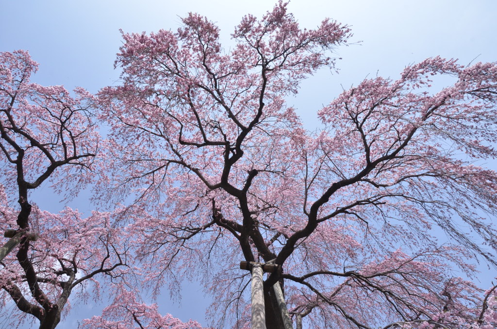 見上げる滝桜