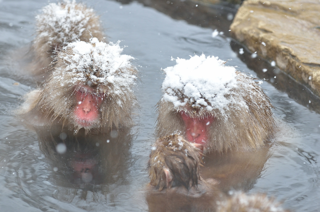 The　Snowmonkey⑫降る雪のわたぼうし被りて暖をとる