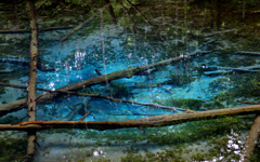 森の奥の小さな蒼い池②