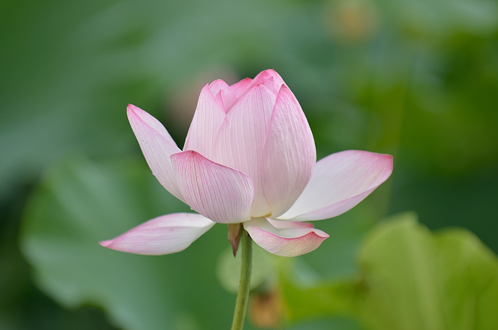 堀端のハスの花③