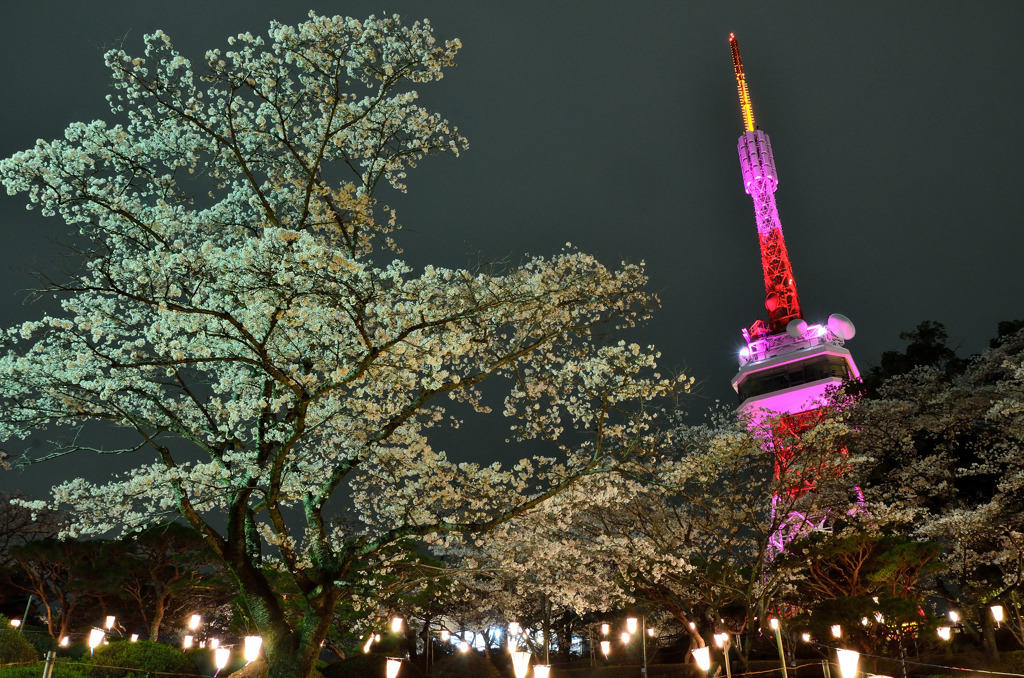宇都宮八幡山公園・夜桜見物③