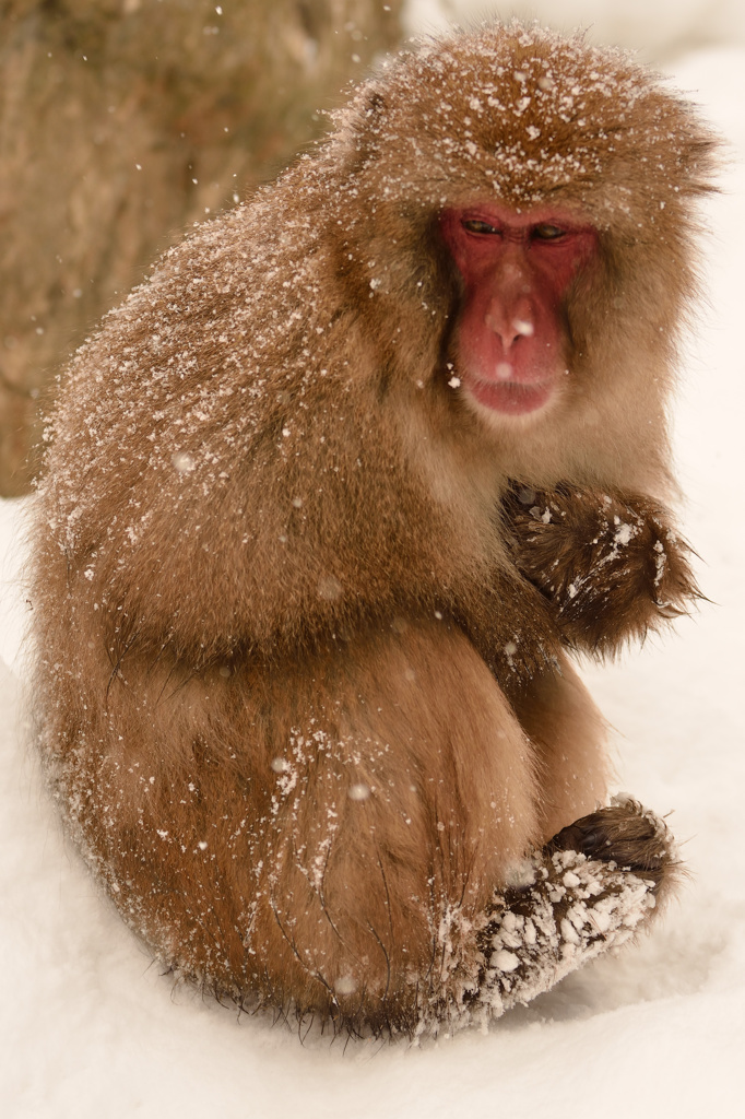 The Snowmonkey⑬足が冷たい…