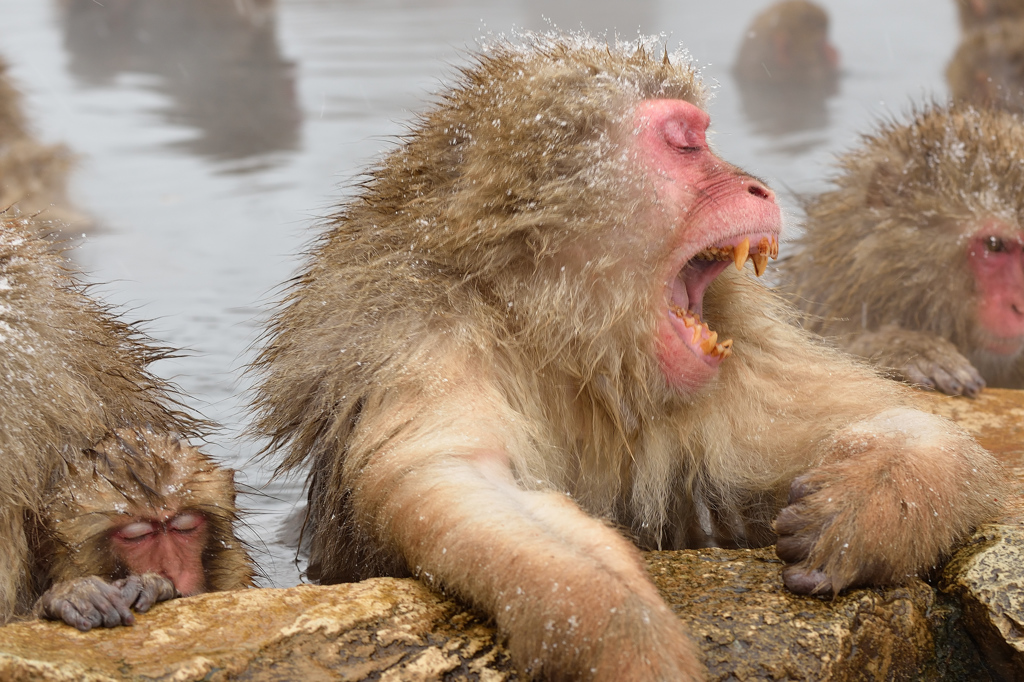 The Snowmonkey⑮温泉で気持ち良すぎて大あくび
