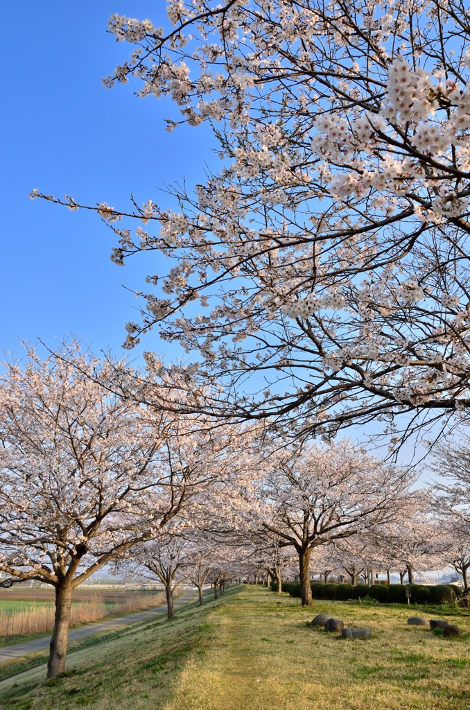 宇都宮市鬼怒川堤防の桜　2014年②