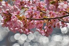 春の陽に 輝く川面に 咲く桜①