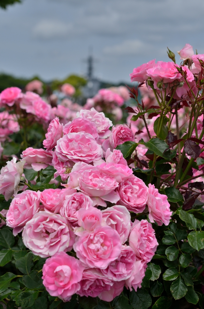 横須賀・ヴェルニー公園④