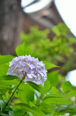 ６月の古都鎌倉②古刹のアジサイ