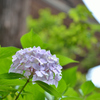 ６月の古都鎌倉②古刹のアジサイ