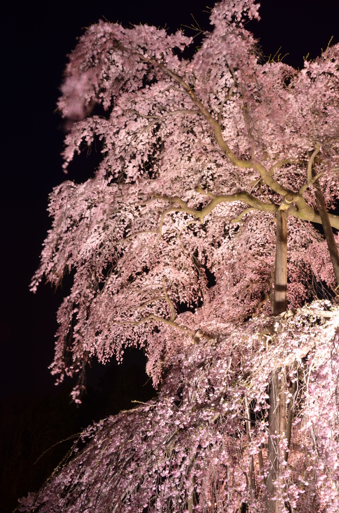 妖しく枝垂れる滝桜