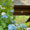 ６月の古都鎌倉③玄関先にてお出迎え