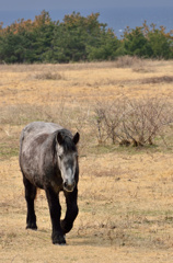 下北半島尻屋崎・春の寒立馬⑧　悠々と