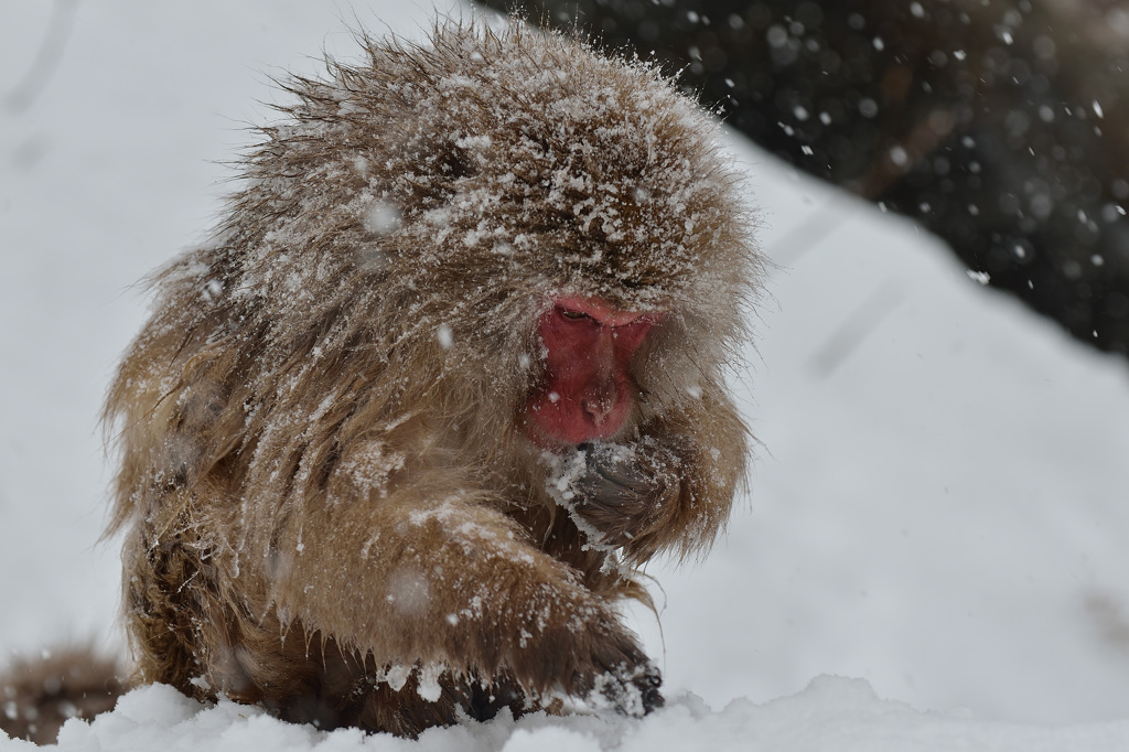 The Snowmonkey⑭脇目も振らず餌を食む