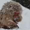 The Snowmonkey⑭脇目も振らず餌を食む