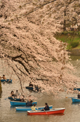 お堀端に流れ落ちる桜色①