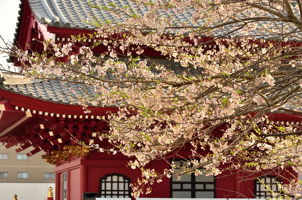 宇都宮・桜咲く寺