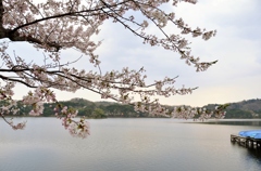 湖のほとりにて（白河・南湖公園にて）