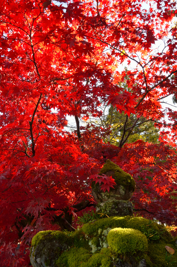 2012年秋・日光輪王寺の彩り①