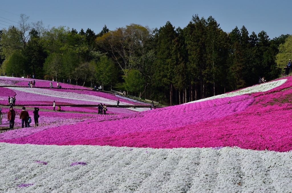 秩父・芝桜の咲く丘にて⑤