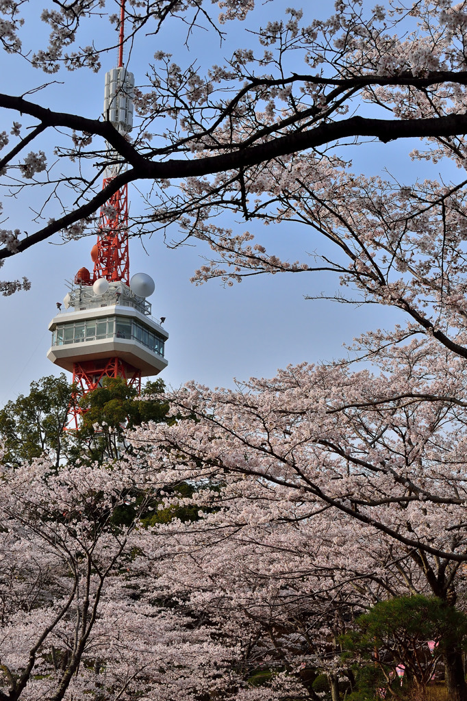 宇都宮八幡山公園・花見の頃①