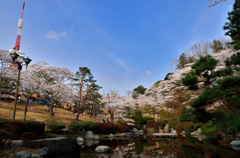 宇都宮八幡山公園・花見の頃③