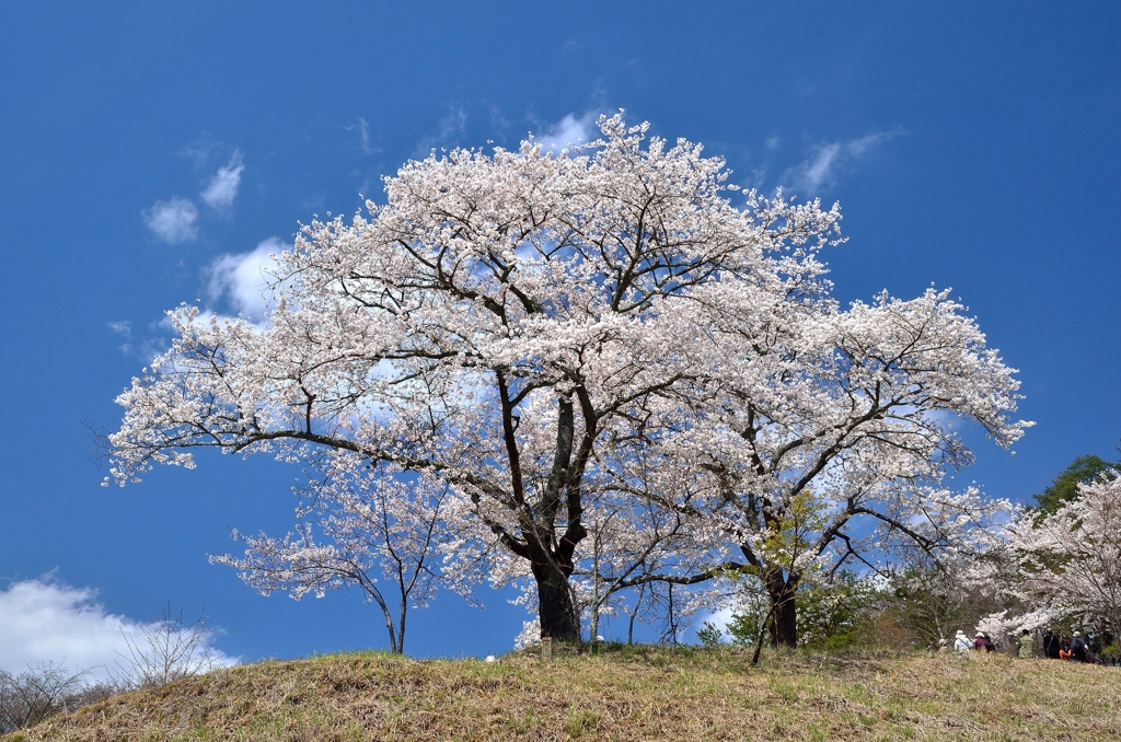 沓掛峠の桜③