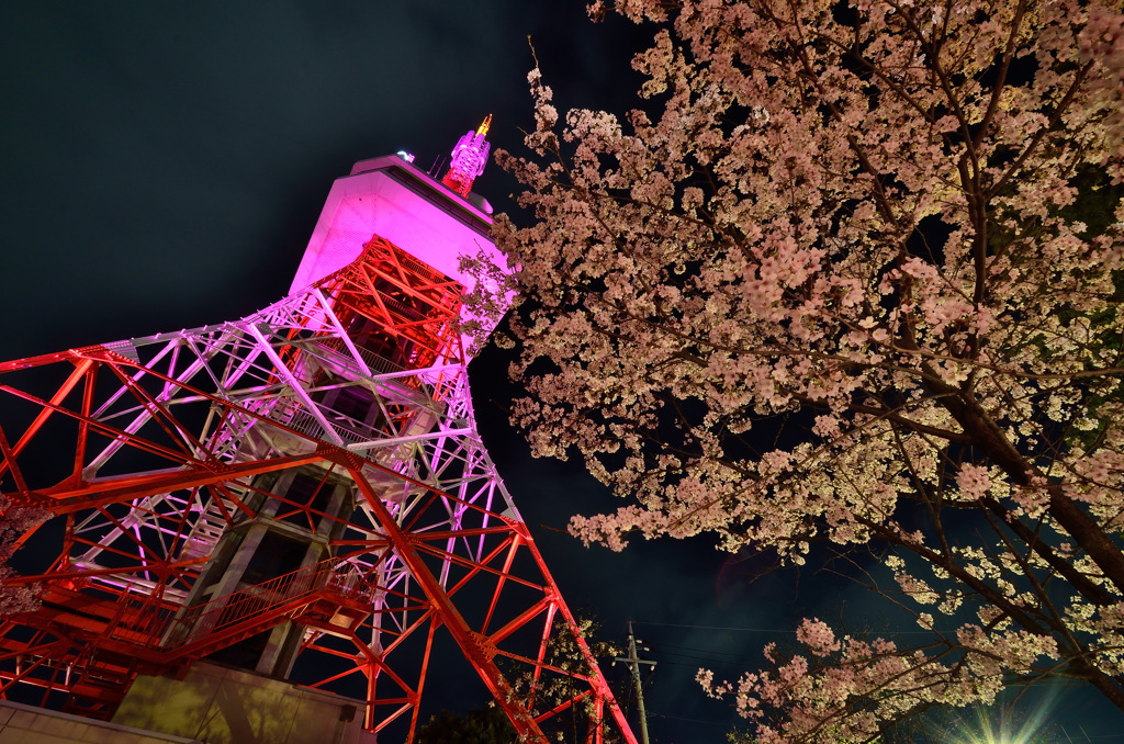 宇都宮八幡山公園・夜桜見物②