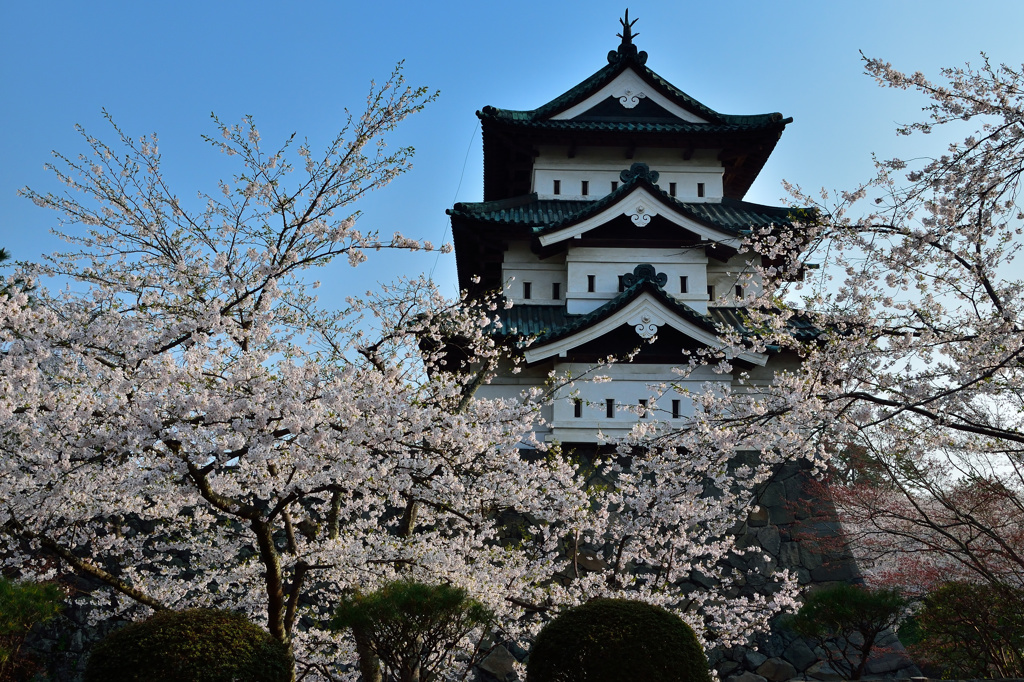 これで見納め今年の桜⑫