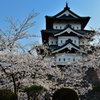 これで見納め今年の桜⑫