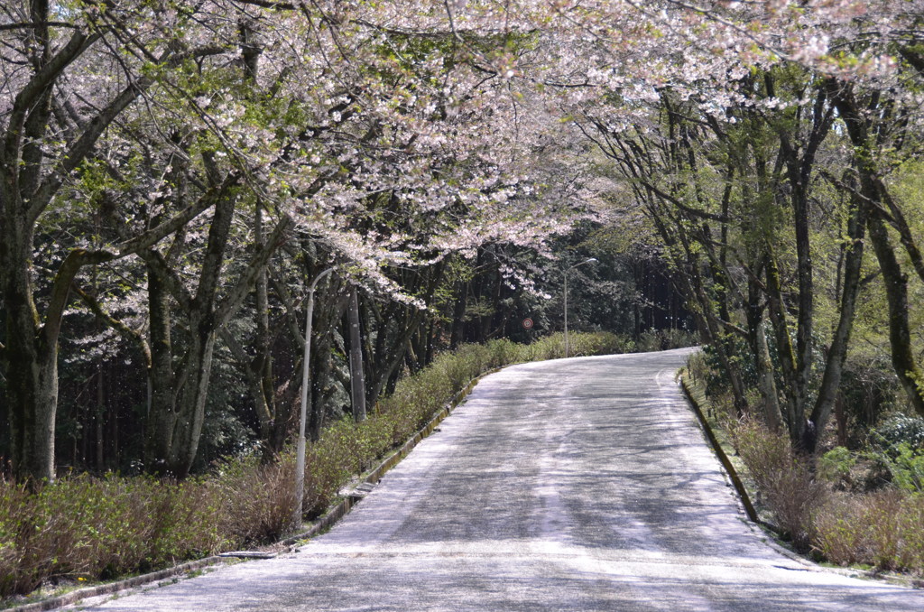 桜色に染まる景色