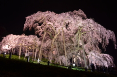 悠久に揺るぎなく立つ滝桜（夜）