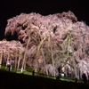 悠久に揺るぎなく立つ滝桜（夜）