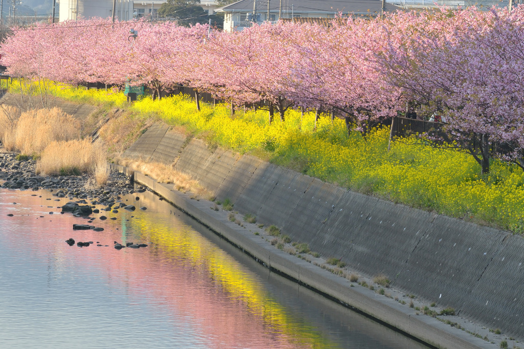 河津川の花堤②