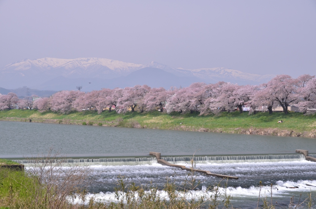 天地を分つ千本桜