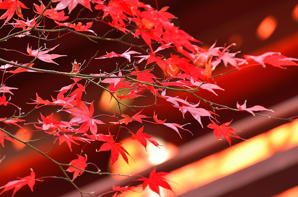 2012年秋・日光輪王寺の彩り②