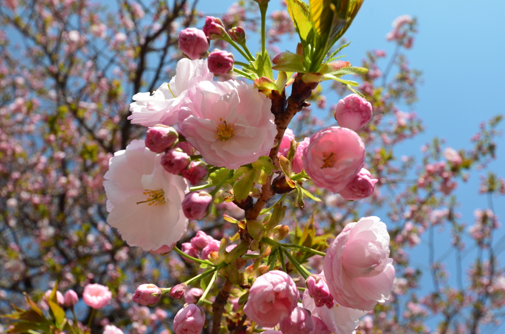 八重桜