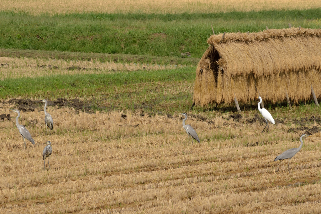 実りのとき～鳥たちにとって、待ちに待った…