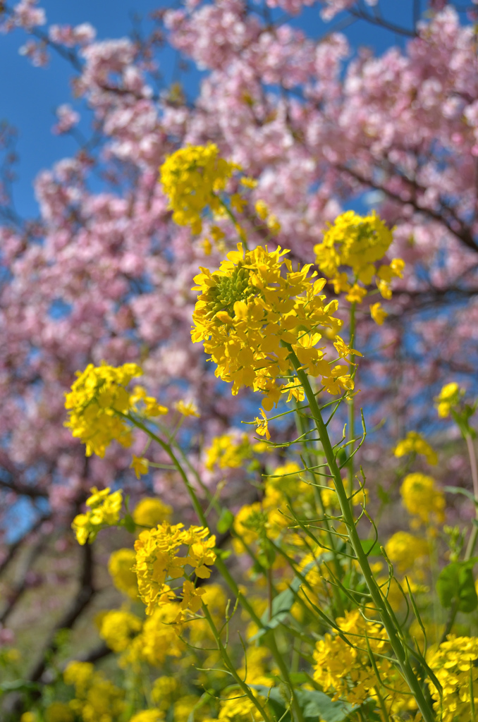 花・咲き競う①　菜の花ｖｓ河津桜