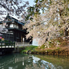 これで見納め今年の桜＠弘前城④