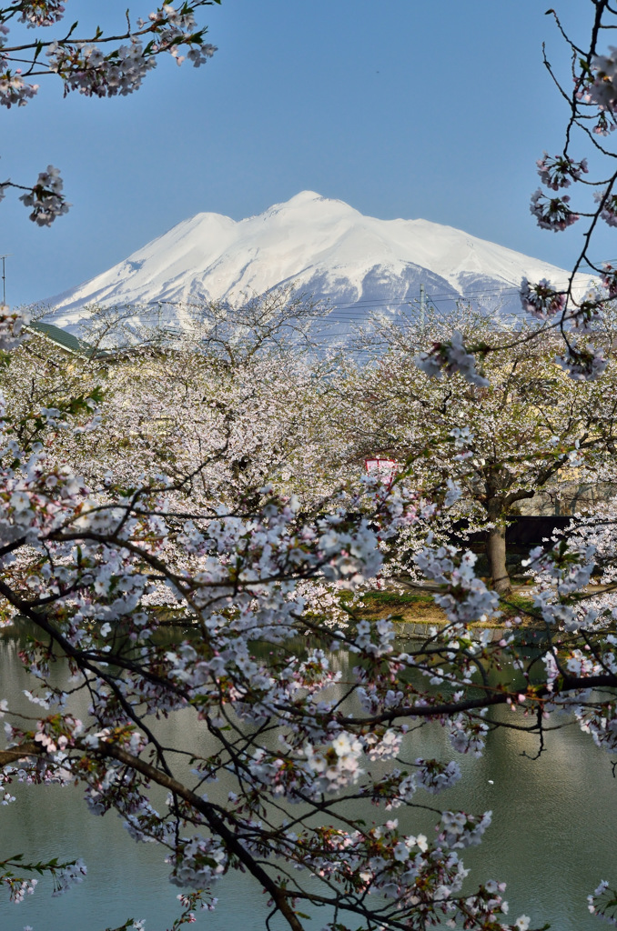 これで見納め今年の桜⑦