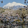 これで見納め今年の桜⑦