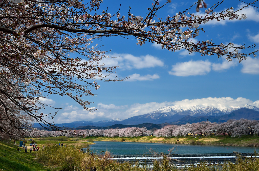 ふたたびの一目千本桜③