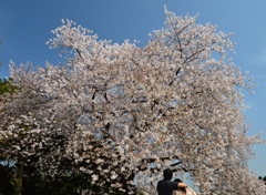 見上げる桜
