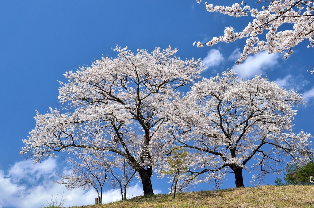 沓掛峠の桜④