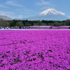 2013年富士芝桜まつり③