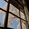 なつかしの学び舎　上岡小学校⑧晴れ渡る窓の外を覆うは桜の花