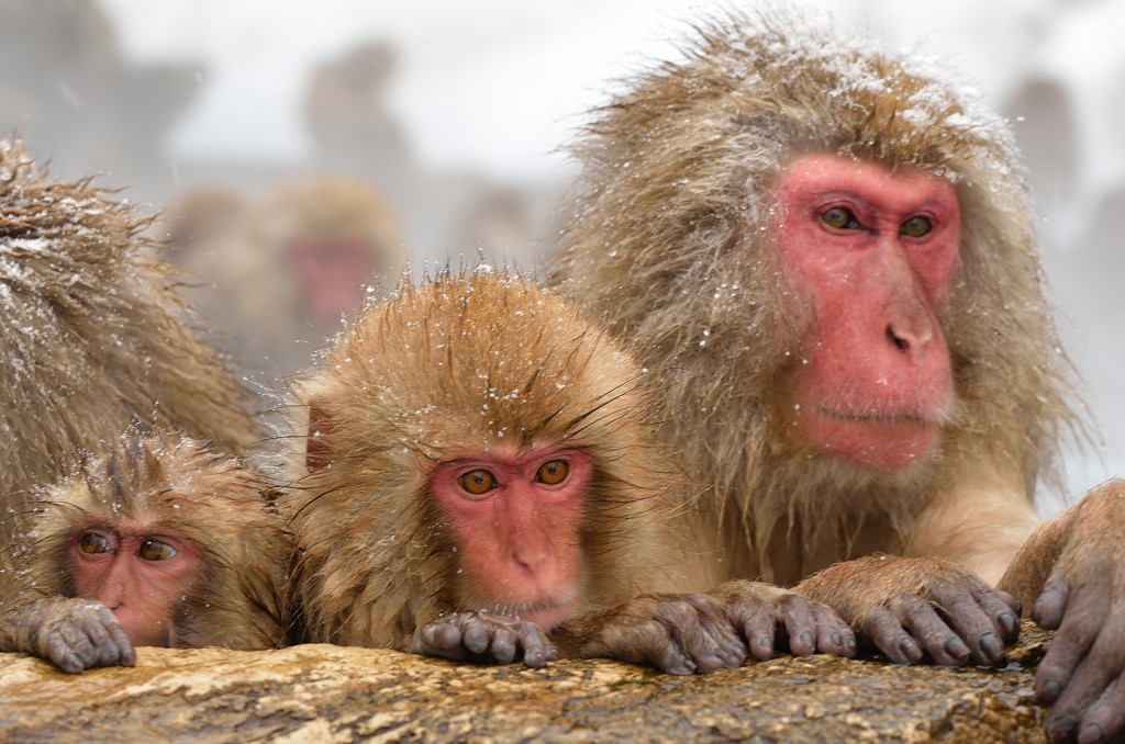 The Snowmonkey⑥老いも若きも皆温泉