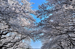 東京・上野の花見　2013年①