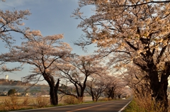 「さくらの街」の桜並木③